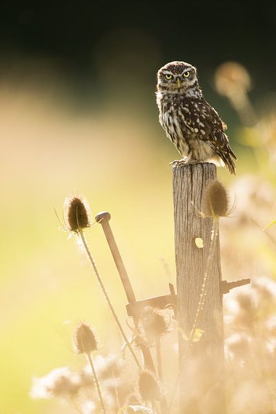 Chouette chevêche sur échasses dans la lumière du soir entre les chardons par Jeroen Stel