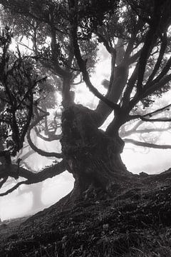 Forêt de brouillard sur Lichterkiste