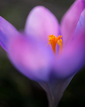Crocus in Detail by Atelier Nadine