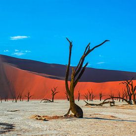 Trees in Dead Valley in Namibia by Rietje Bulthuis