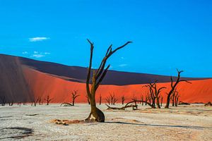 Bäume in Totes Tal in Namibia