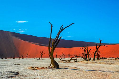 Arbres à Dead Valley en Namibie