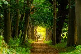 Deer in the forest by Danny Bastiaanse