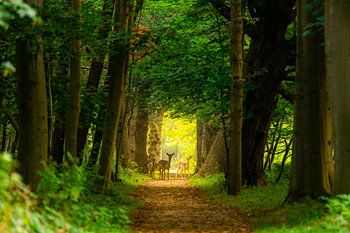 Herten in het bos