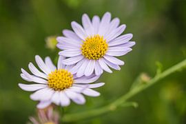 flora by Bart Liesenborgs