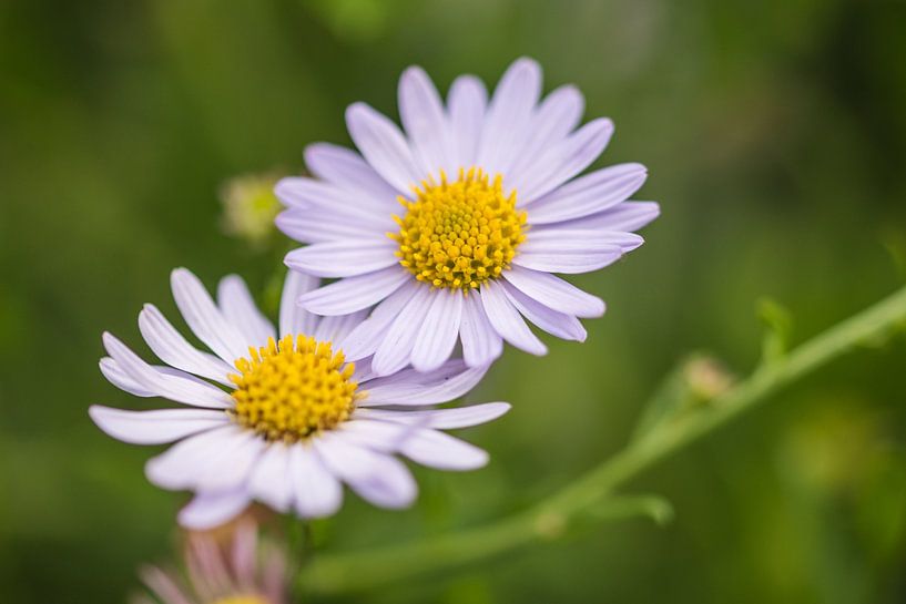 flora by Bart Liesenborgs