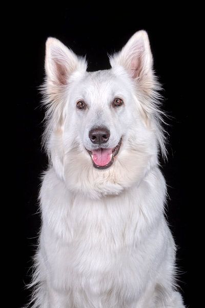 Schweizerischer Weißer Schäferhund von Tony Wuite