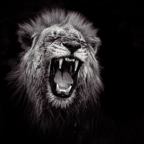 Roaring lion