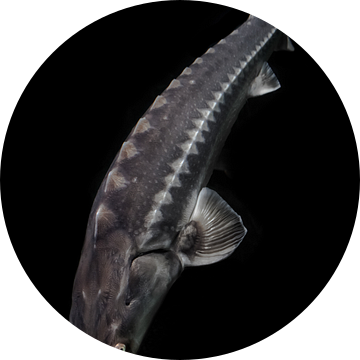 Steur grote levende vis geïsoleerd op zwarte achtergrond van boven naar beneden van Michael Semenov
