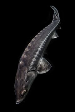 Stör großer lebender Fisch isoliert auf schwarzem Hintergrund von oben nach unten