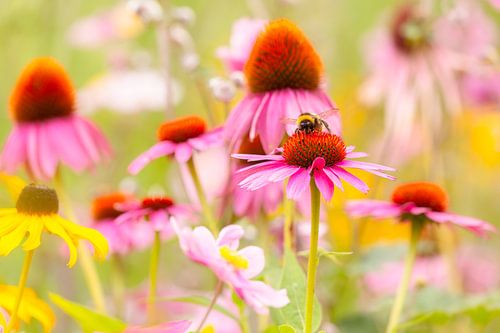 Hummel im Glück - Sommerblumen von Daniela Beyer