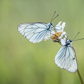 Large veined white butterflies by Esther Ehren