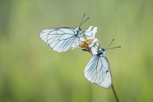 Großes geädertes Weiß