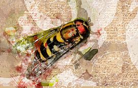 Syrphe by Philippe verspeek