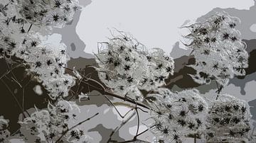 Woodland vine - Clematis vitalba