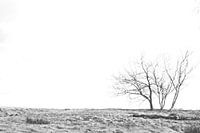 Des arbres dans le sable