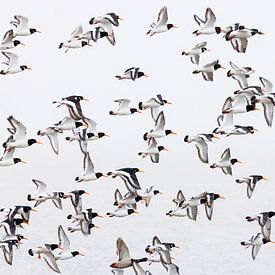 Oystercatchers in flight by Anja Brouwer Fotografie