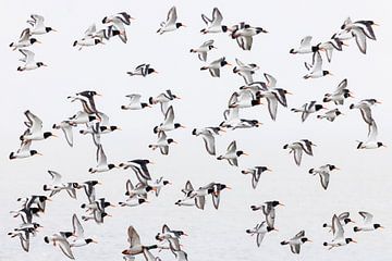 Oystercatchers in flight by Anja Brouwer Fotografie