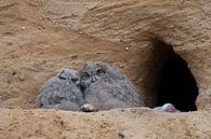Eagle Owl  * Bubo bubo *,  very young chicks, wildlife van wunderbare Erde thumbnail