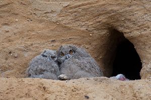 Uhu * Bubo bubo *,  Nestlinge an der Bruthöhle, wildlife