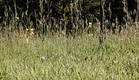 Grasland mit Butterblumen. von Margreet van Tricht Miniaturansicht