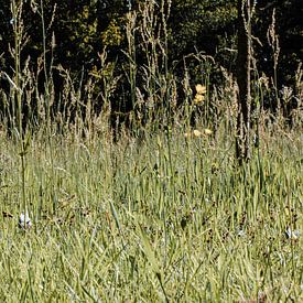 Grassland with buttercups. by Margreet van Tricht