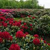 Rote Rhododendronbüschen von Wieland Teixeira