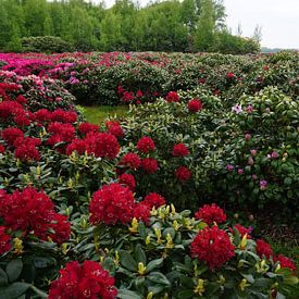 Buissons de rhododendrons rouges sur Wieland Teixeira
