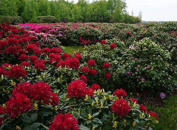 Rode rododendron struiken van Wieland Teixeira