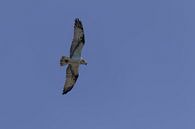 Overvliegende Visarend in Nationaal park Biesbosch van Photo Henk van Dijk thumbnail