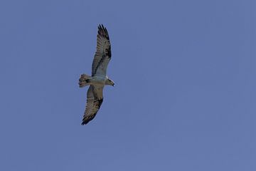 Fischadler fliegt über Nationalpark Biesbosch