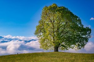 Linde im Frühling