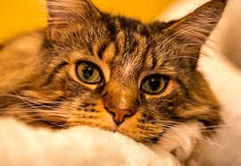 Cat - Maine Coon male portrait by Gerwin Schadl