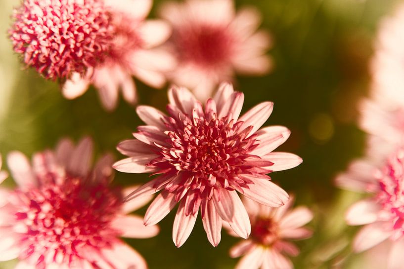 ZOMERBLOEIER par anne droogsma