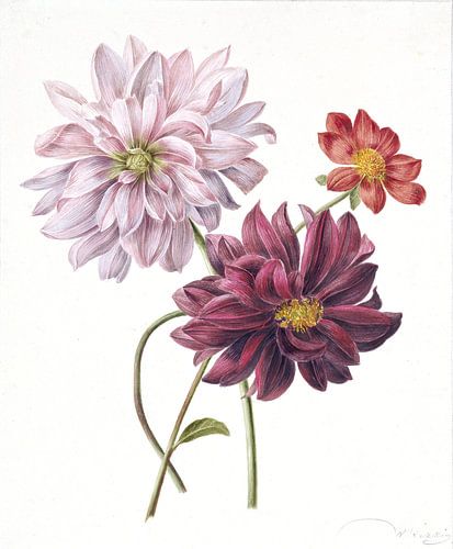 Dahlia's, Willem Hekking (I) - 1835