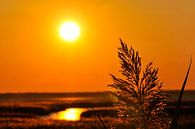 Zonsondergang in het riet van mxnr thumbnail