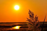Zonsondergang in het riet