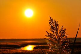 Sunset in the reeds by mxnr