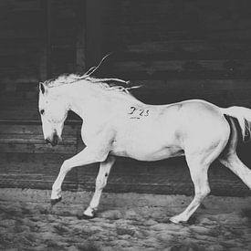 Lipizzan stallion by Chris Ciunga