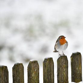 Robin by Matthias Spartz