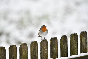 Robin