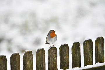 Robin by Matthias Spartz