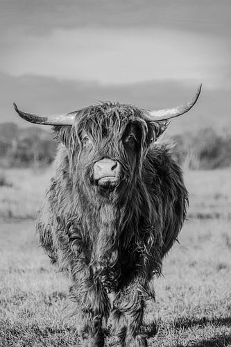 Scotch Highlander 1 schwarz und weiß