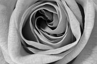 On Rosepetals van Frits Vrielink thumbnail