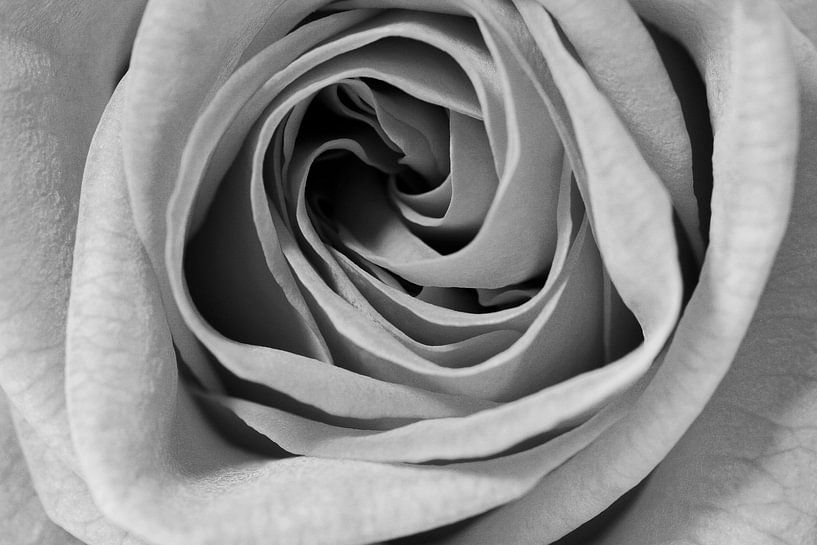 On Rosepetals van Frits Vrielink