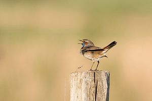 Blaukehlchen in Zeeuws-Vlaanderen von Ellen Driesse