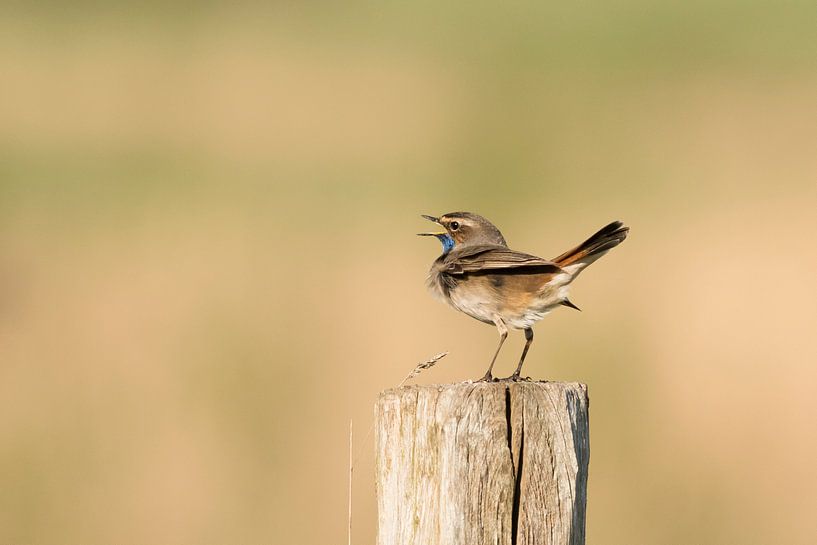 Blauwborst in Zeeuws-Vlaanderen van Ellen Driesse