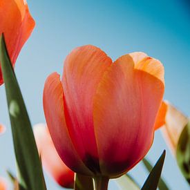 Tulpen III von Rob van der Post