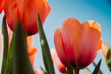Tulpen III von Rob van der Post