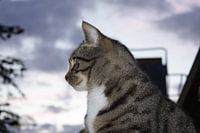 poes in de vroege avond